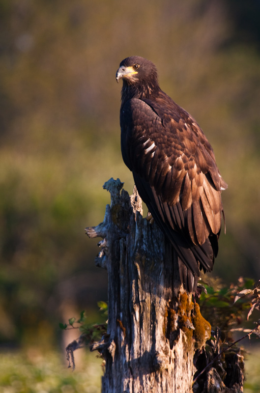 Juvenile Bald Eagle